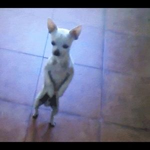 Meet your Posher, Lisa